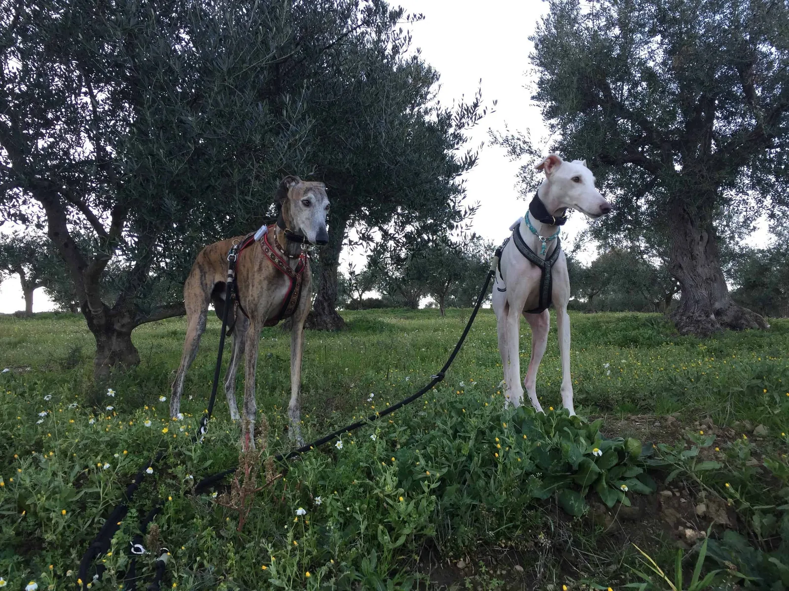 Urlaub mit Hund in Griechenland - über Aussteiger und Wanderungen