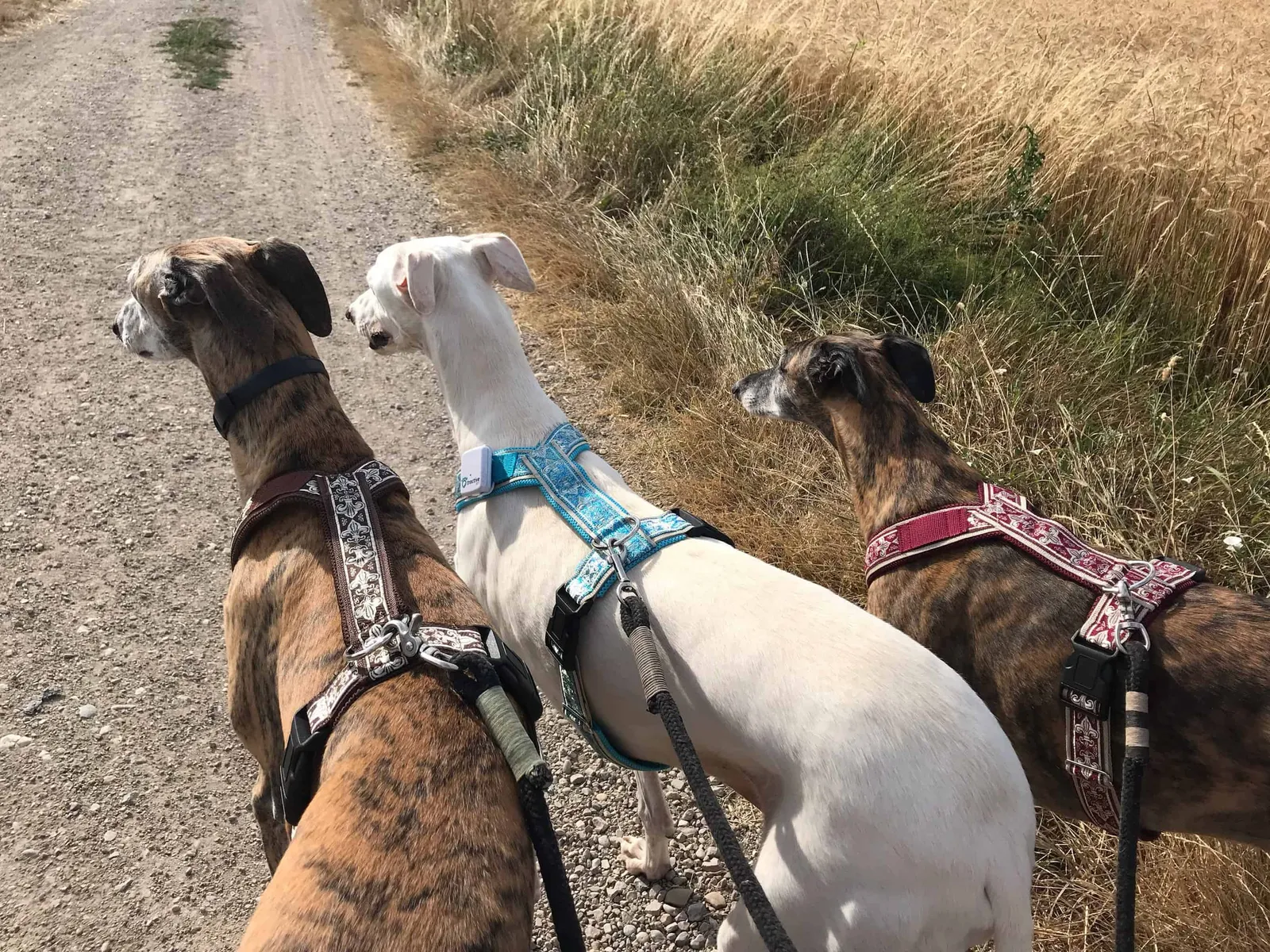 Galgos Brustgeschirre