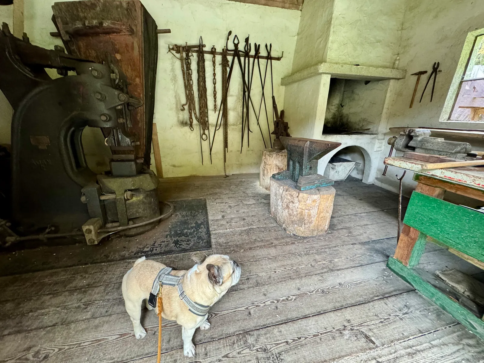 Eine Französische Bulldogge steht in einer alten Schmiede mit Amboss, Werkzeug und Esse.