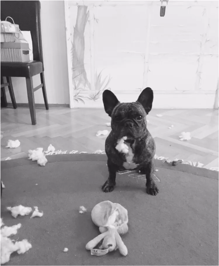 French Bulldog