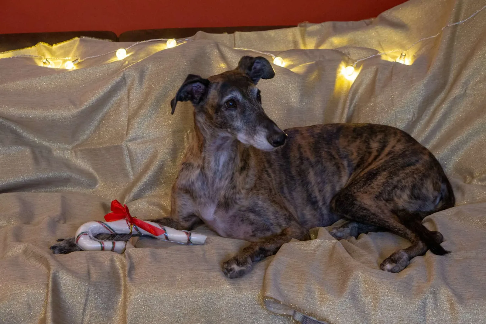 Hundereise tierische Weihnachtsgeschichte