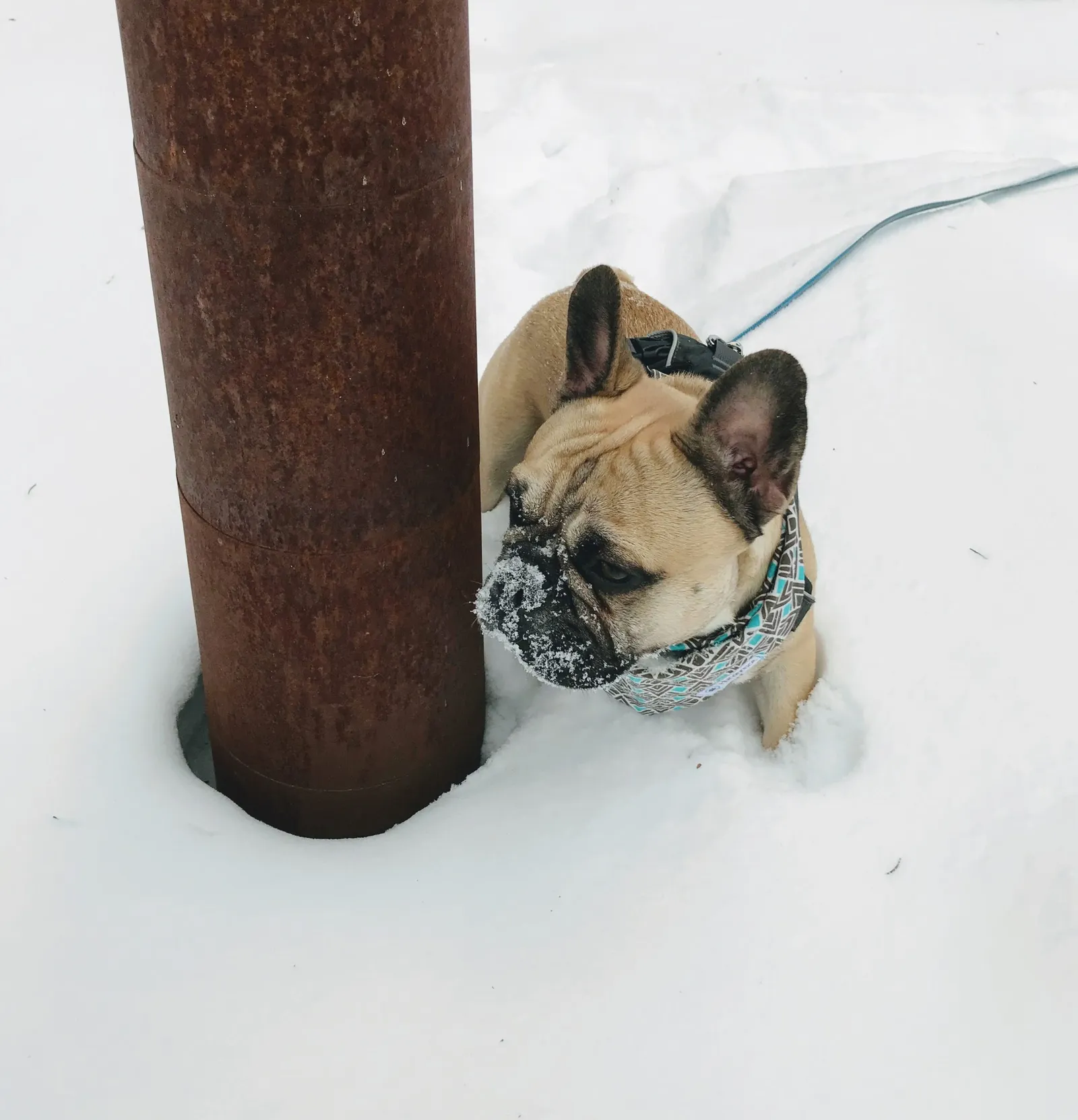 Hundeurlaub Steiermark