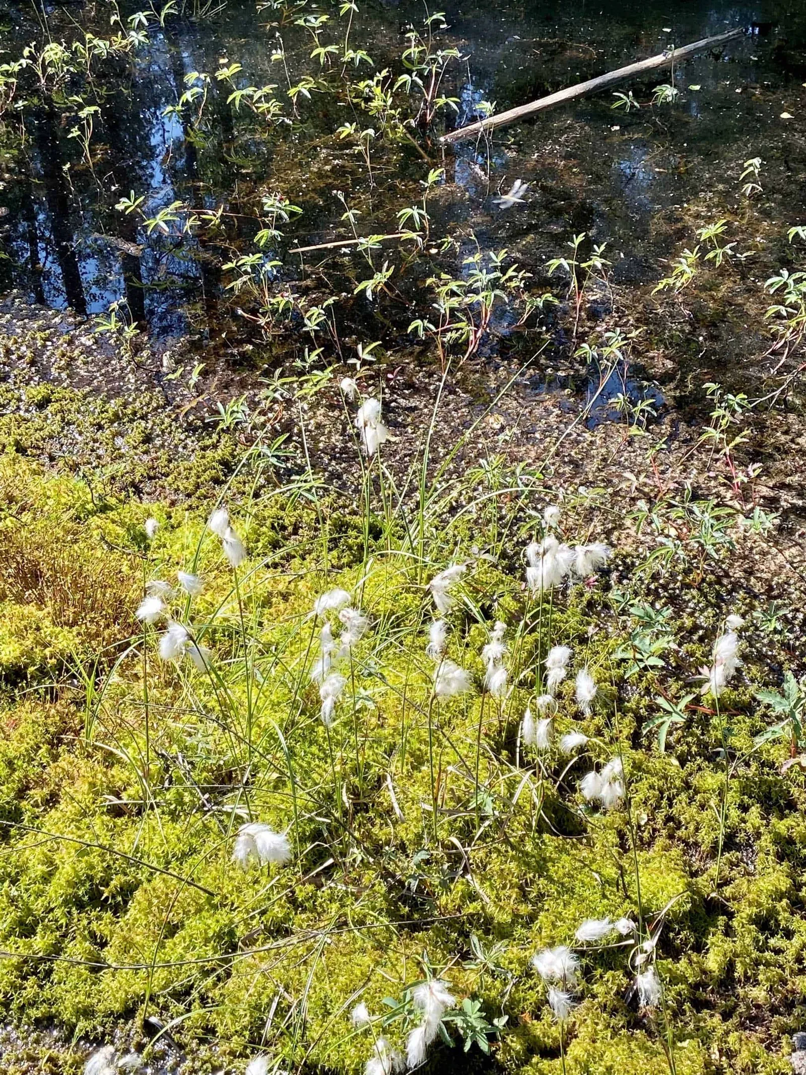 faszinierende Flora