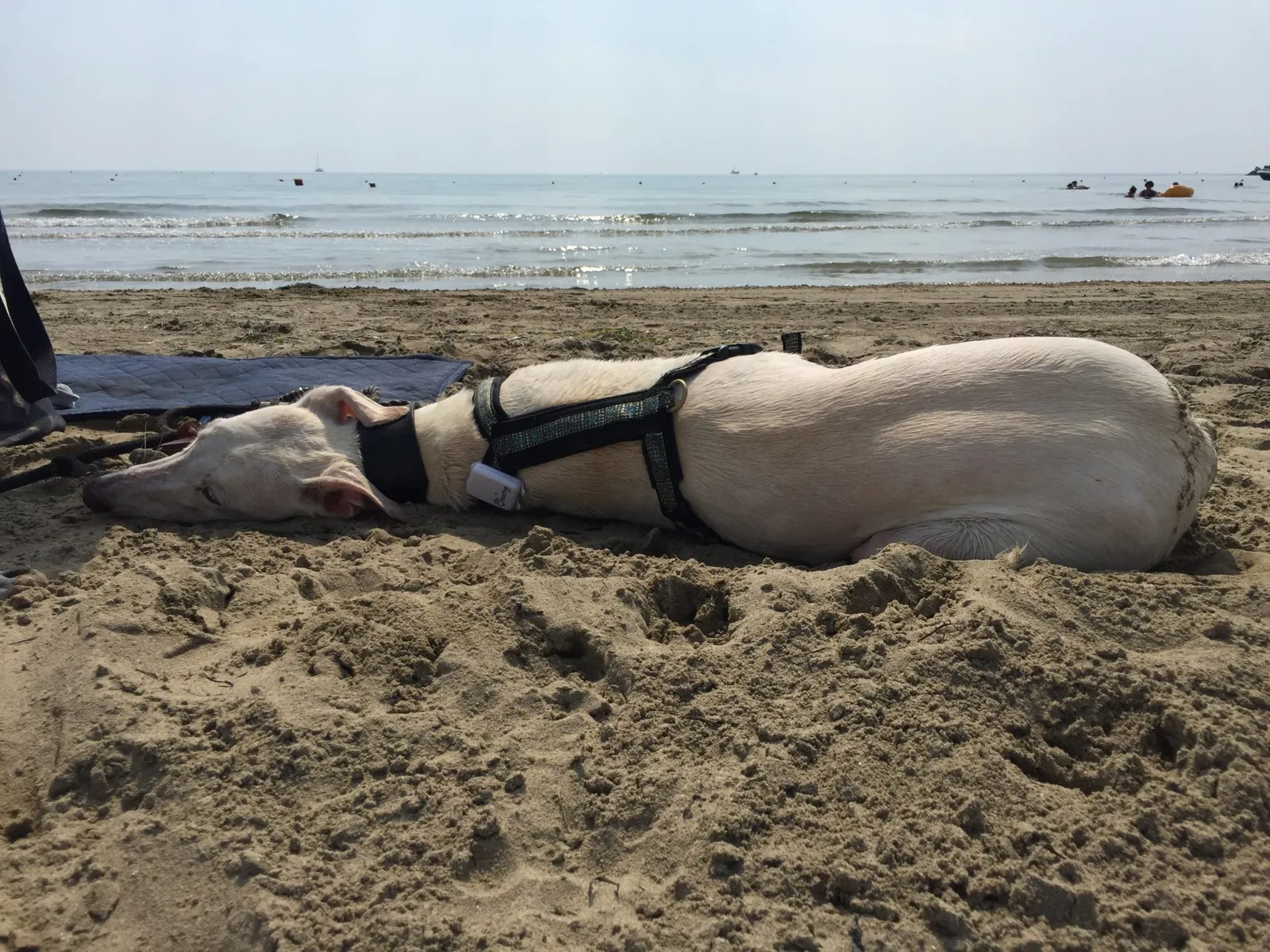Urlaub mit Hund in Italien - Spanische Galgos in Cavallino-Treporti