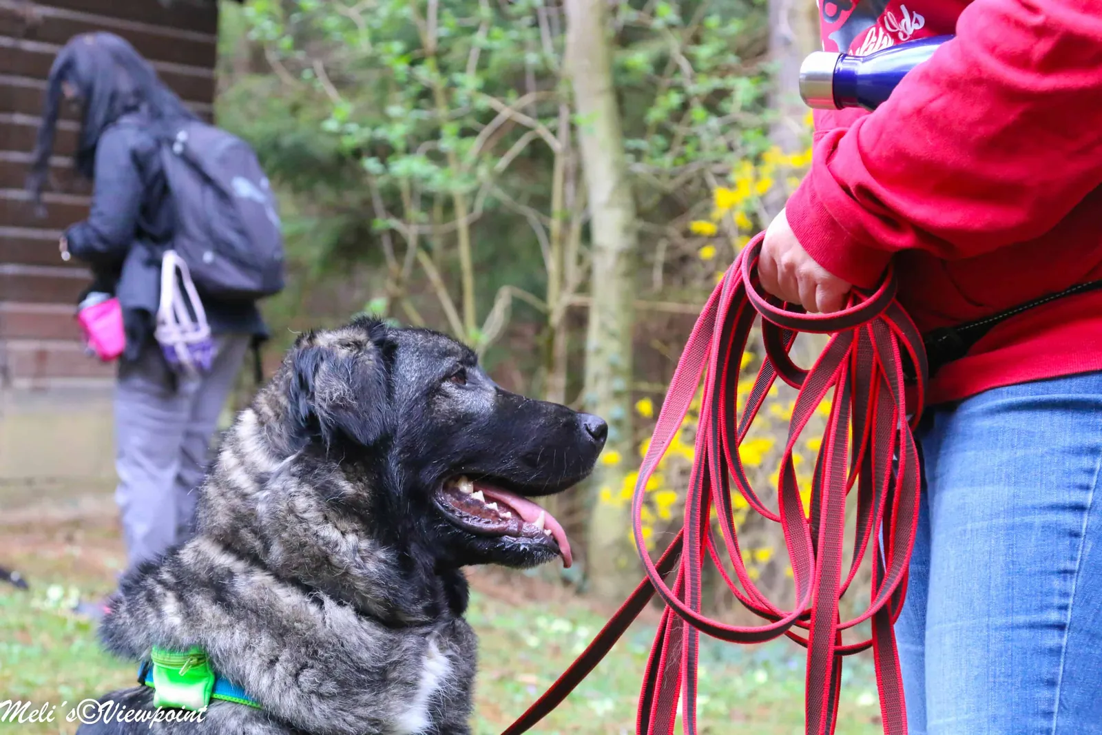 Kräuterwanderung mit Hund in Wöllersdorf-Steinabrückl