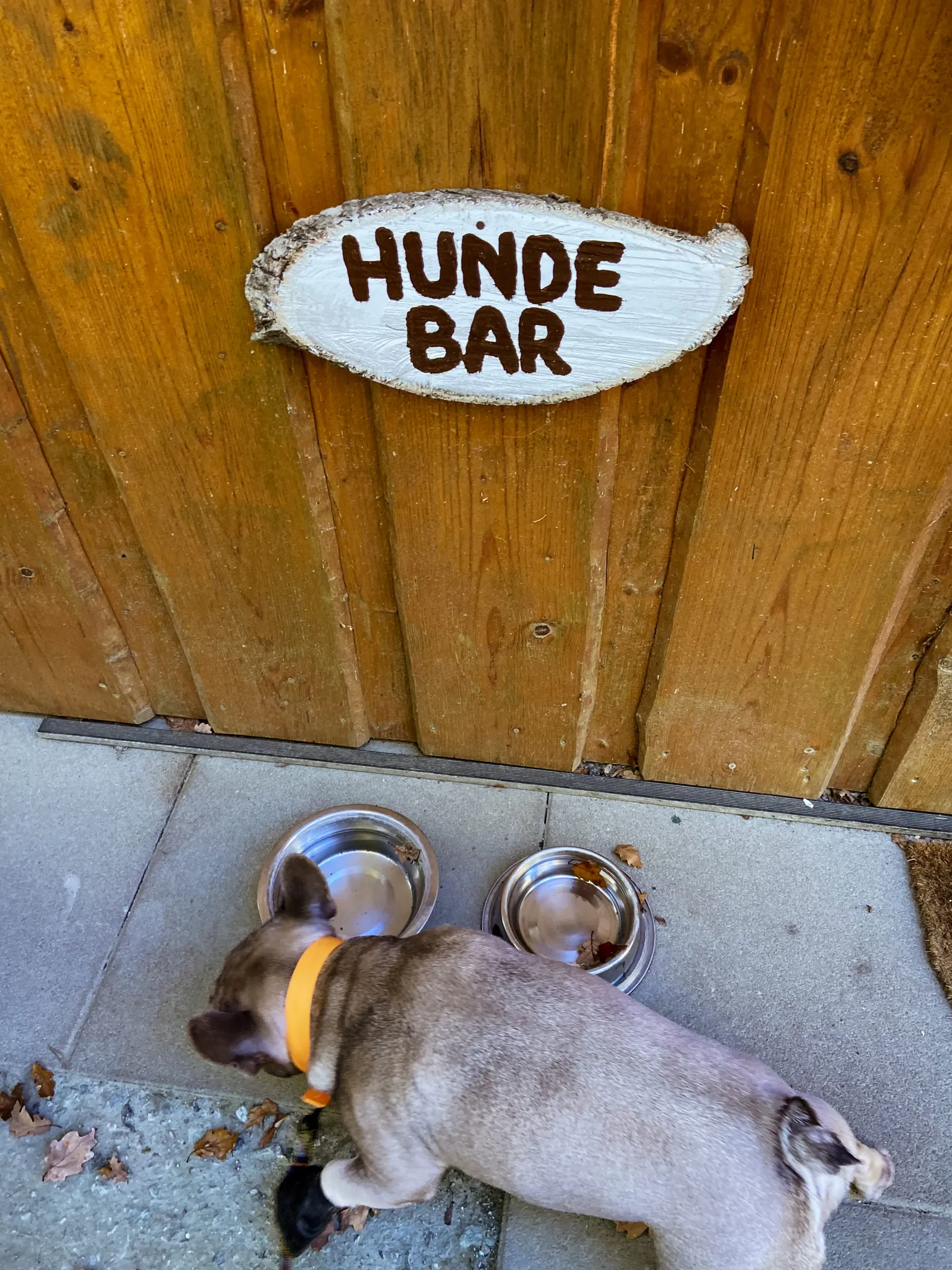 Baumwipfelweg Althodis Hundebar Burgenland