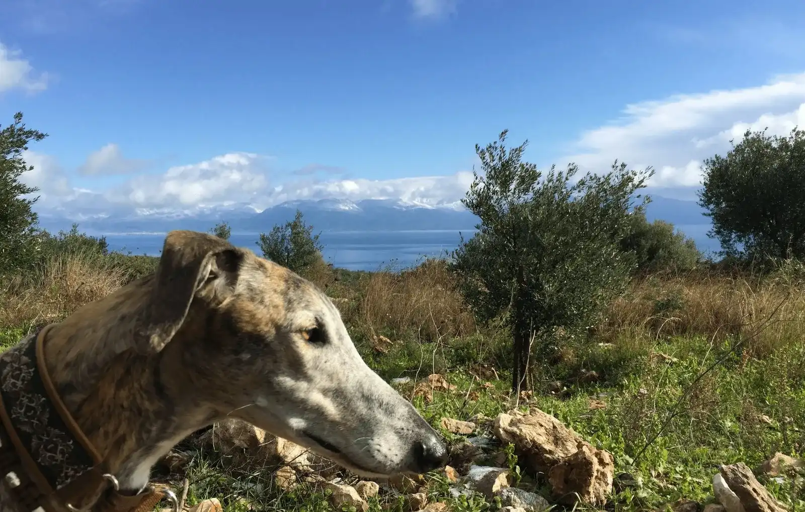 Urlaub mit Hund in Griechenland - über Aussteiger und Wanderungen