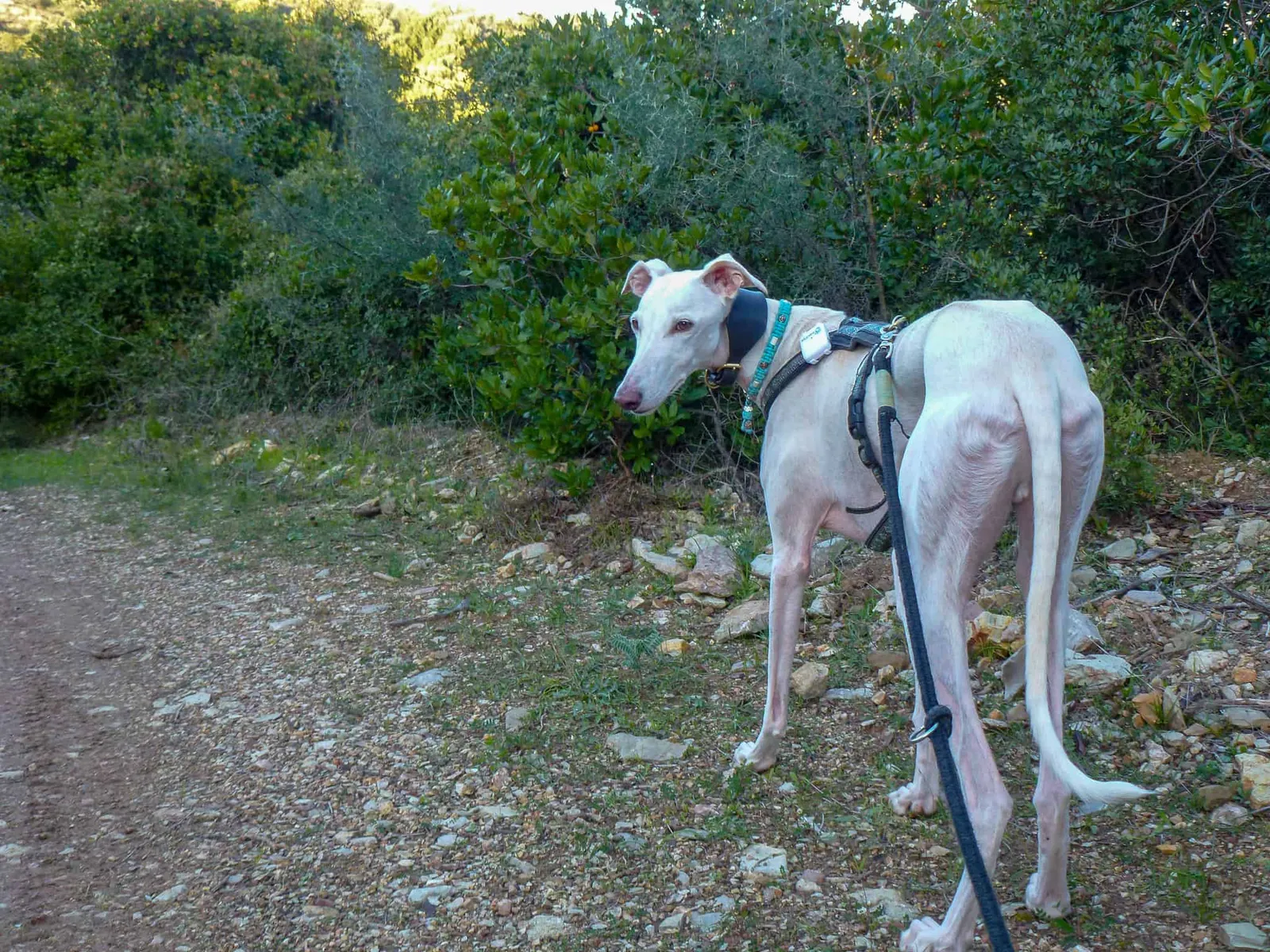 Urlaub mit Hund in Griechenland - über Aussteiger und Wanderungen
