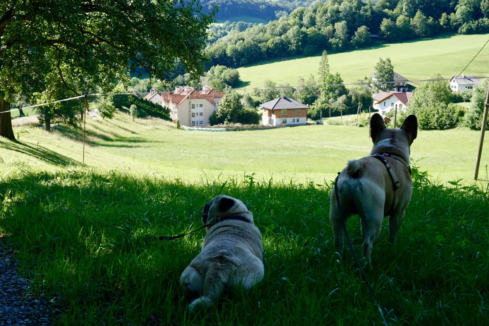 Mops Frenchie