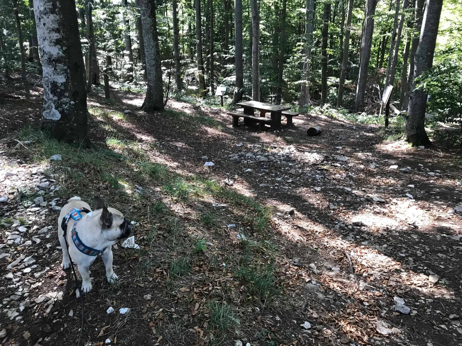 Urlaub Wandern Hund Vojak Kroatien