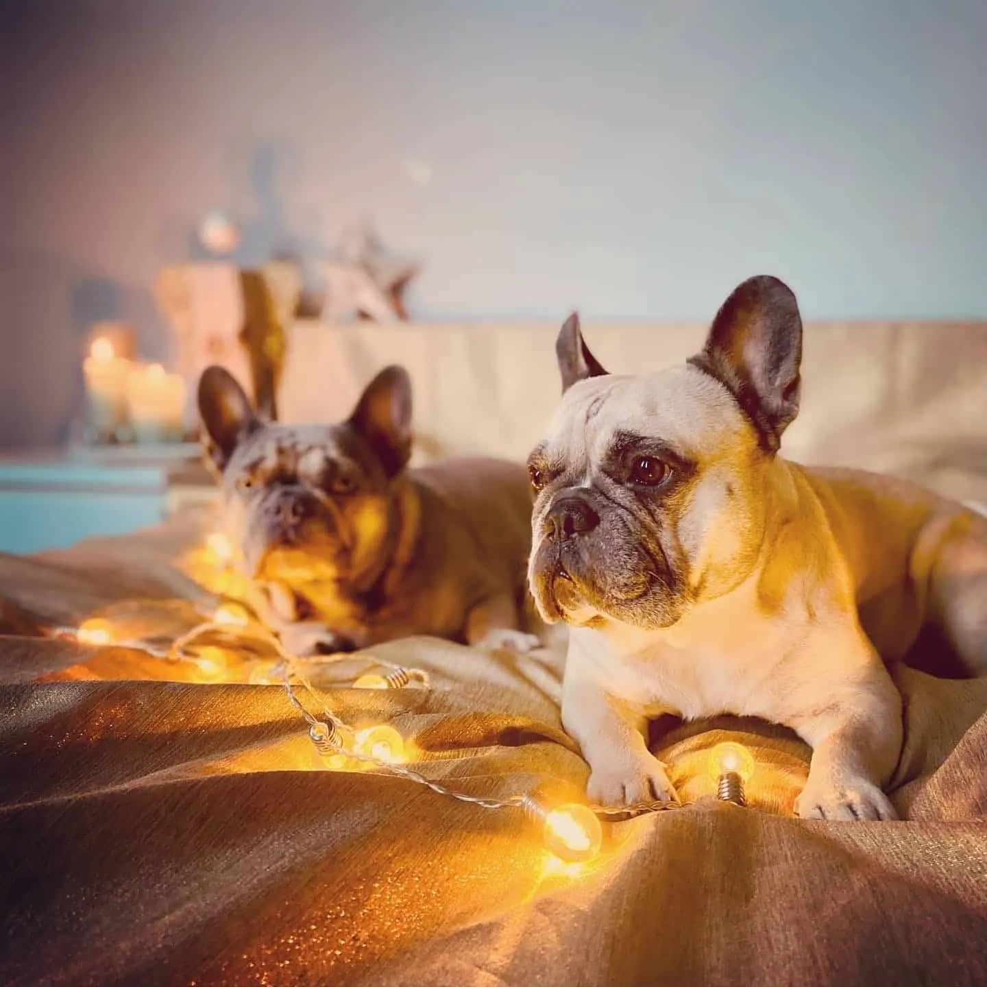 Weihnachtshund Murphy