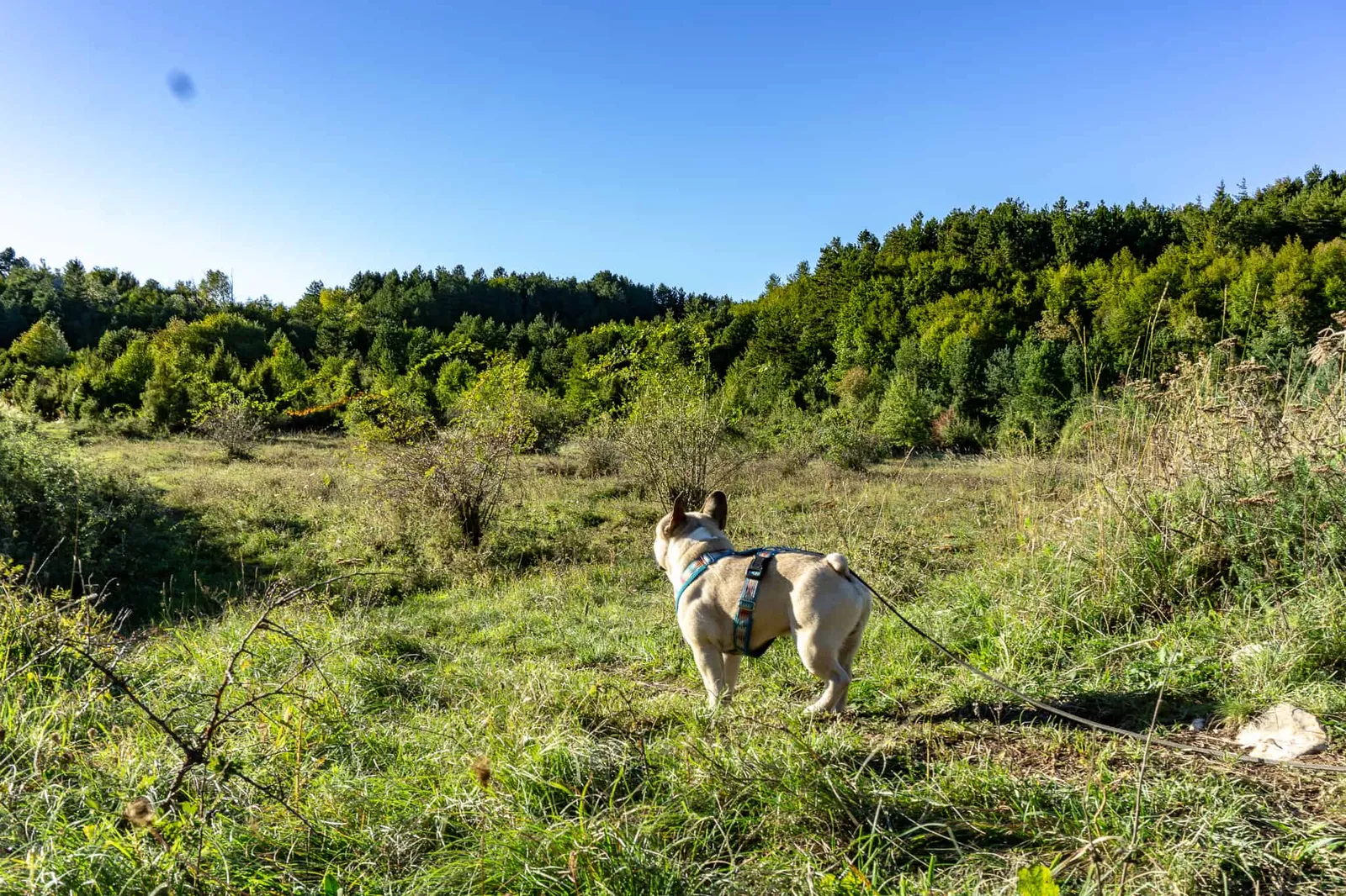 brest pod učkom Wandern mit Hund