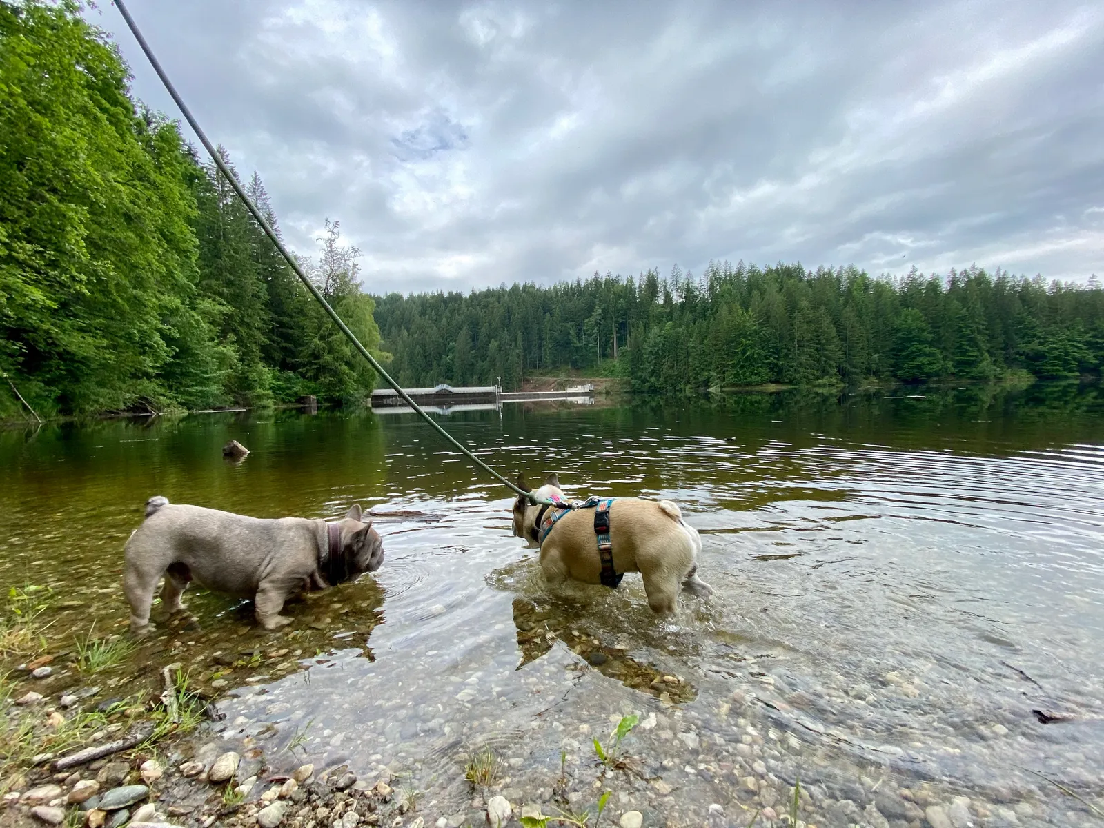 Archie und Murphy im Stausee
