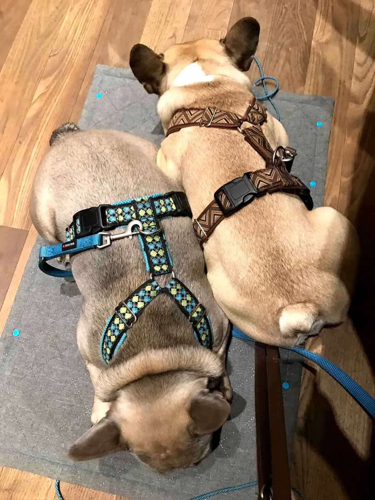 Urlaub im hundefreundlichen Wellnesshotel Larimar in Stegersbach, Burgenland