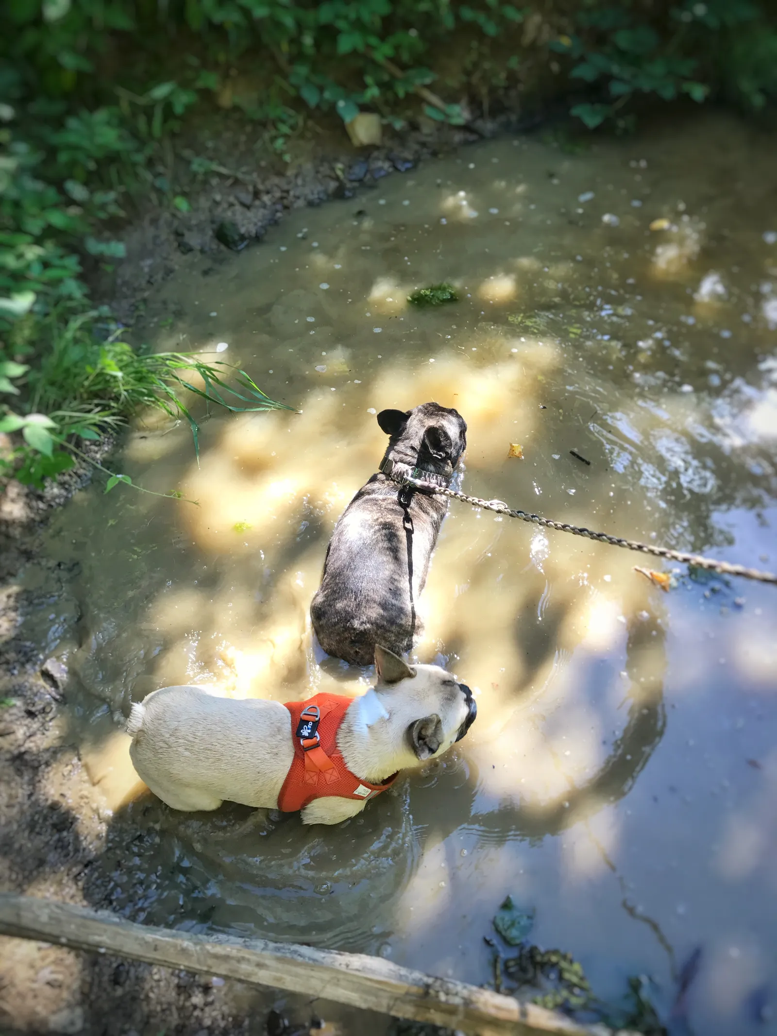 Ausflug mit Hund zur Meierei Füllenberg