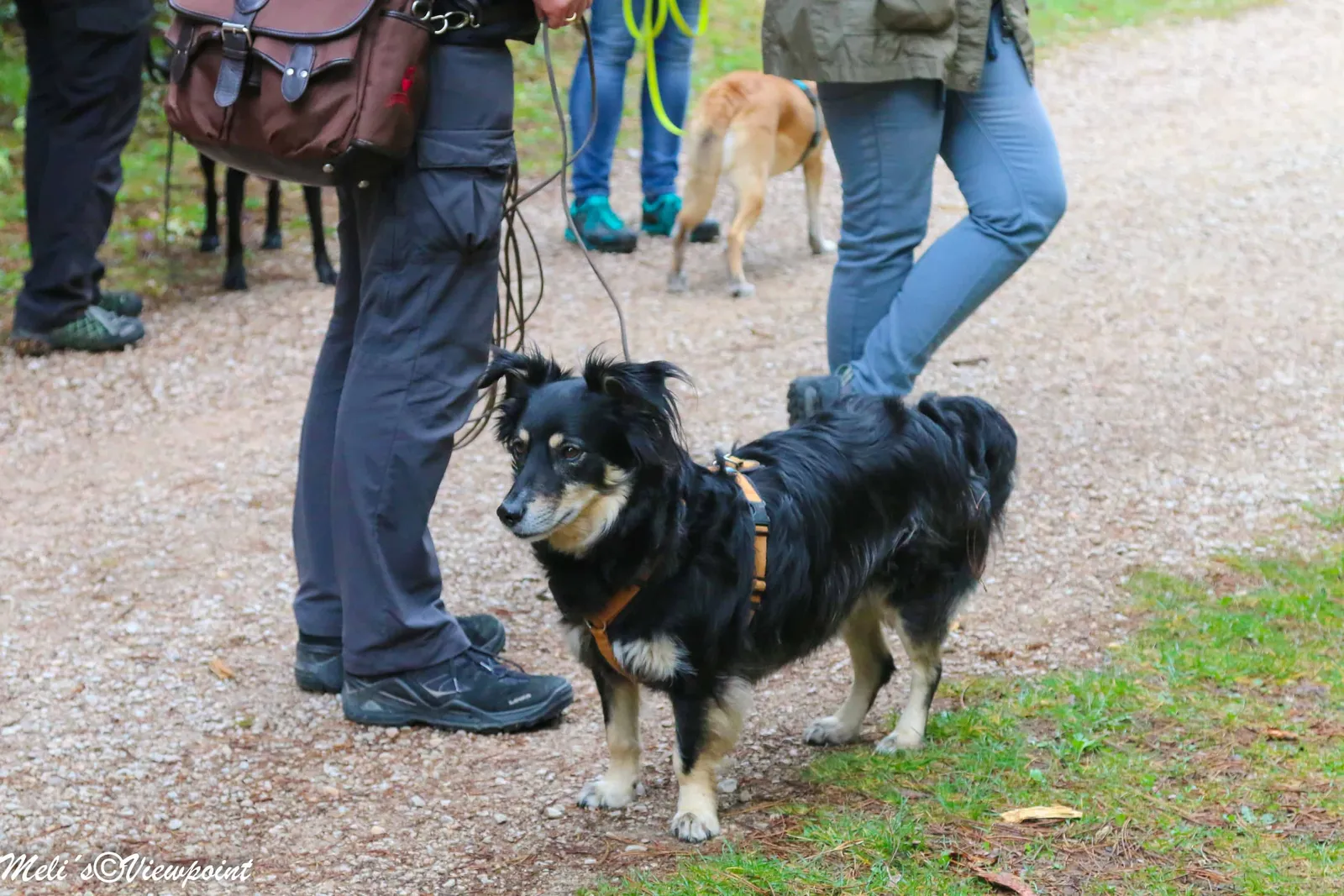 Kräuterwanderung mit Hund in Wöllersdorf-Steinabrückl
