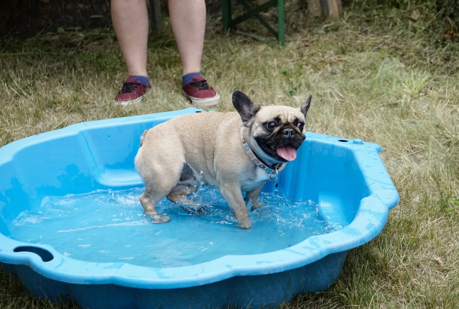 French Bulldog
