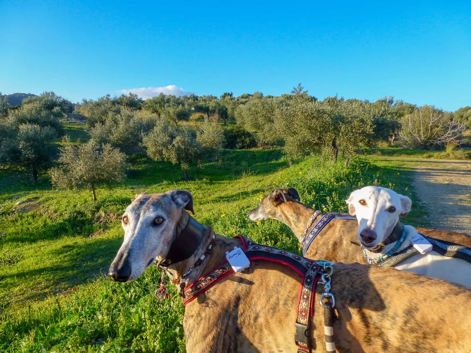 Urlaub mit Hund in Griechenland - über Aussteiger und Wanderungen