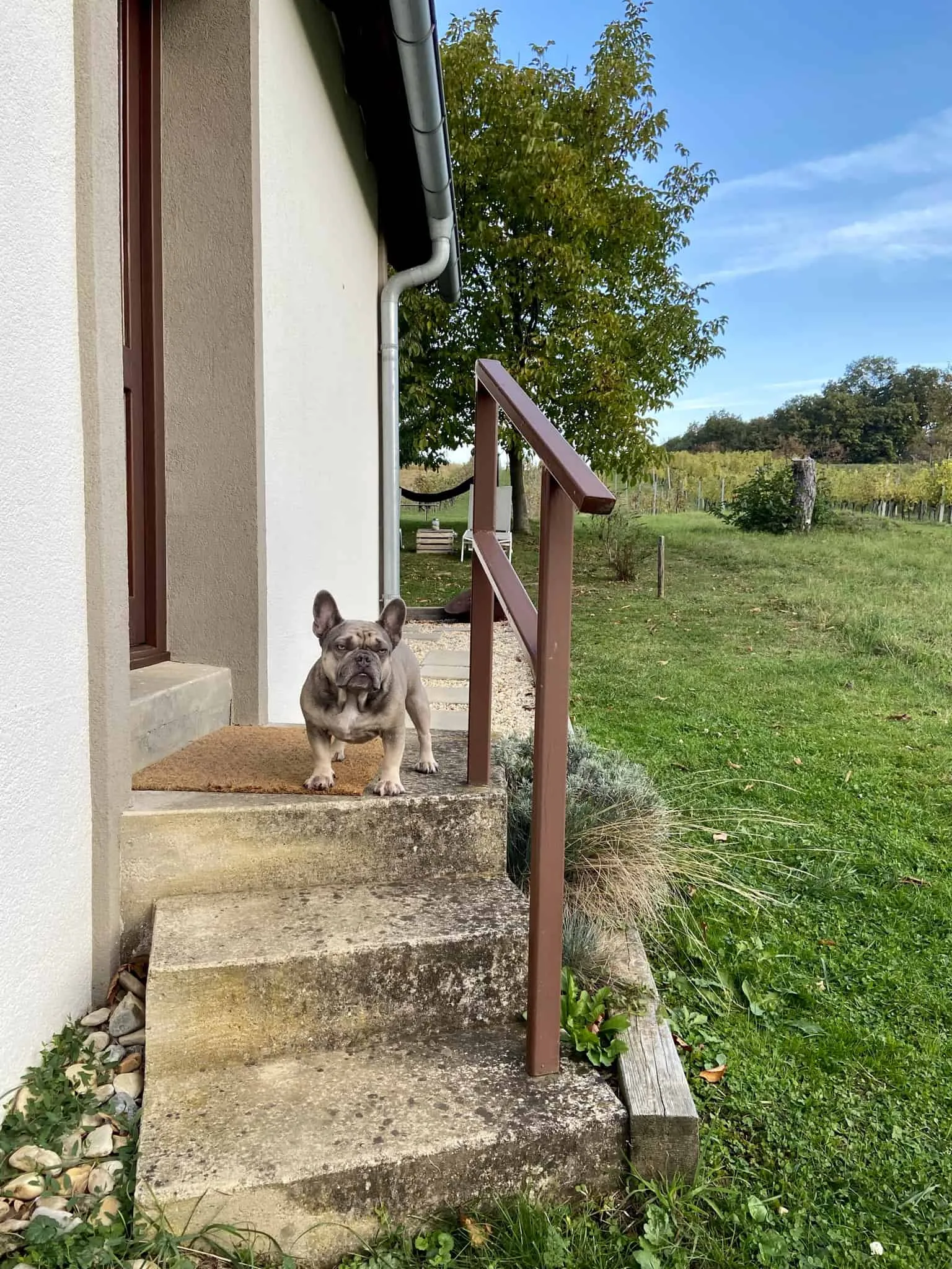 Archie wartet am Eingang vom Weinloft
