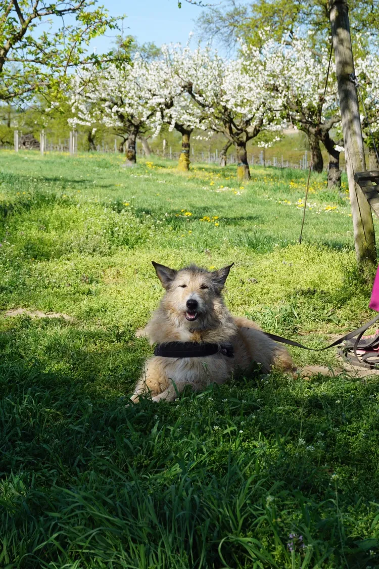 Hundeurlaub