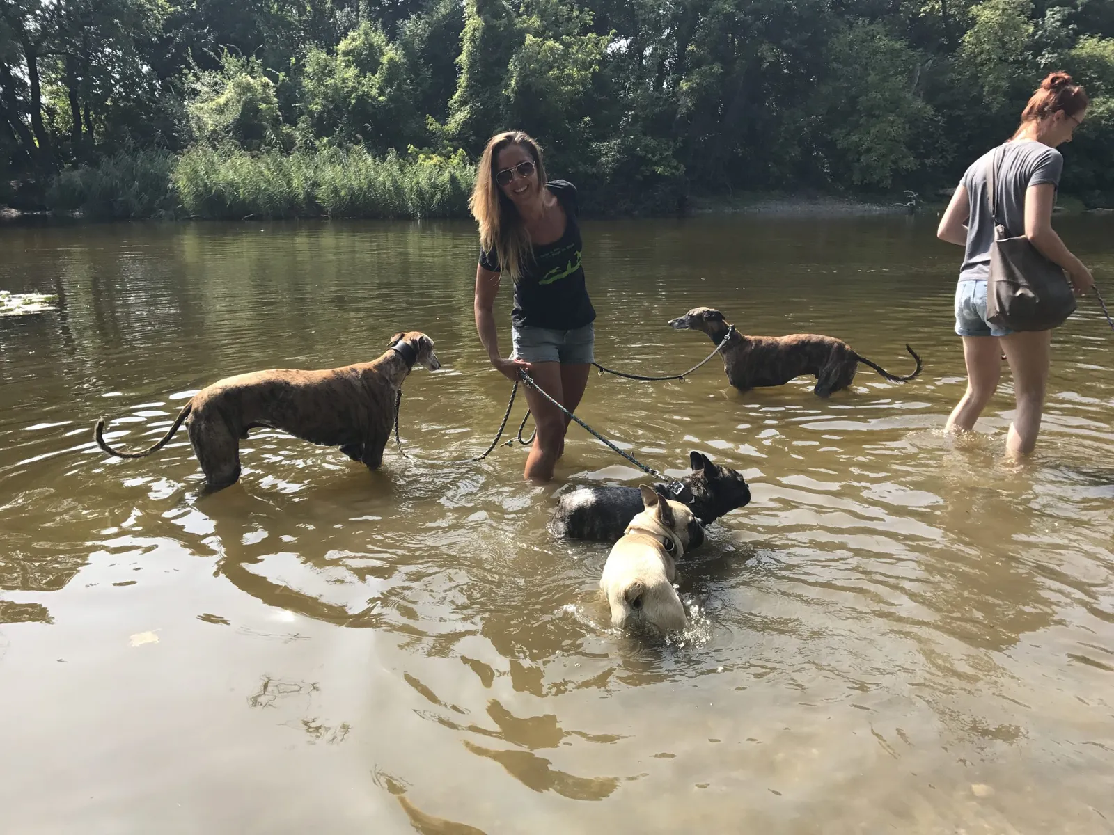 Spaziergang mit Hund in der Prater Hauptallee