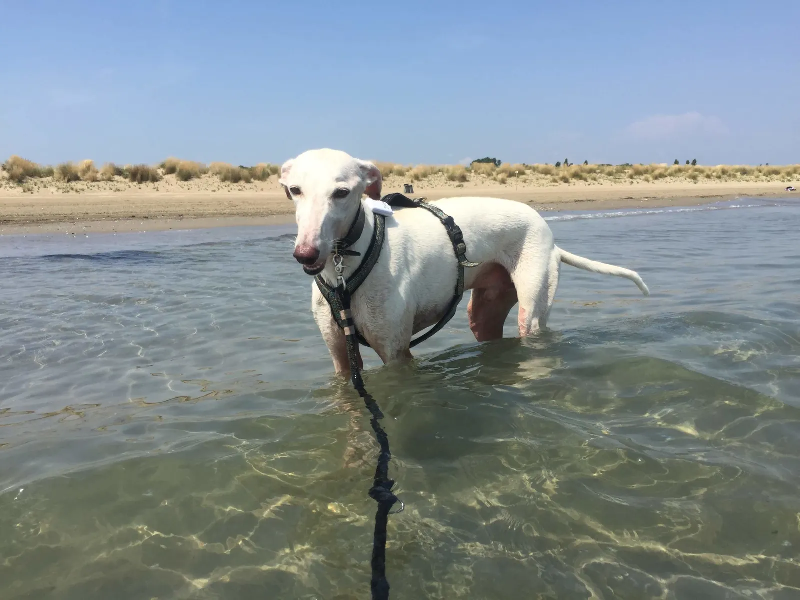 Urlaub mit Hund in Italien - Spanische Galgos in Cavallino-Treporti