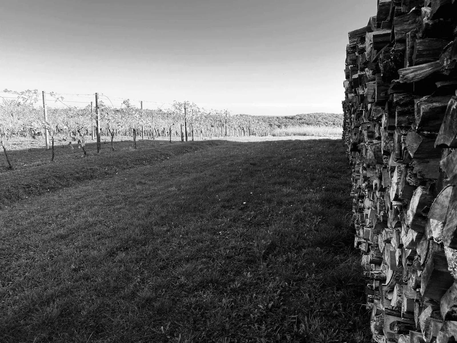 Weinreben und Holzscheite sw