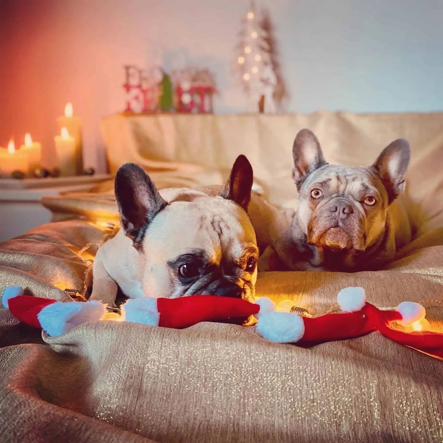 Hundereise Weihnachtshund