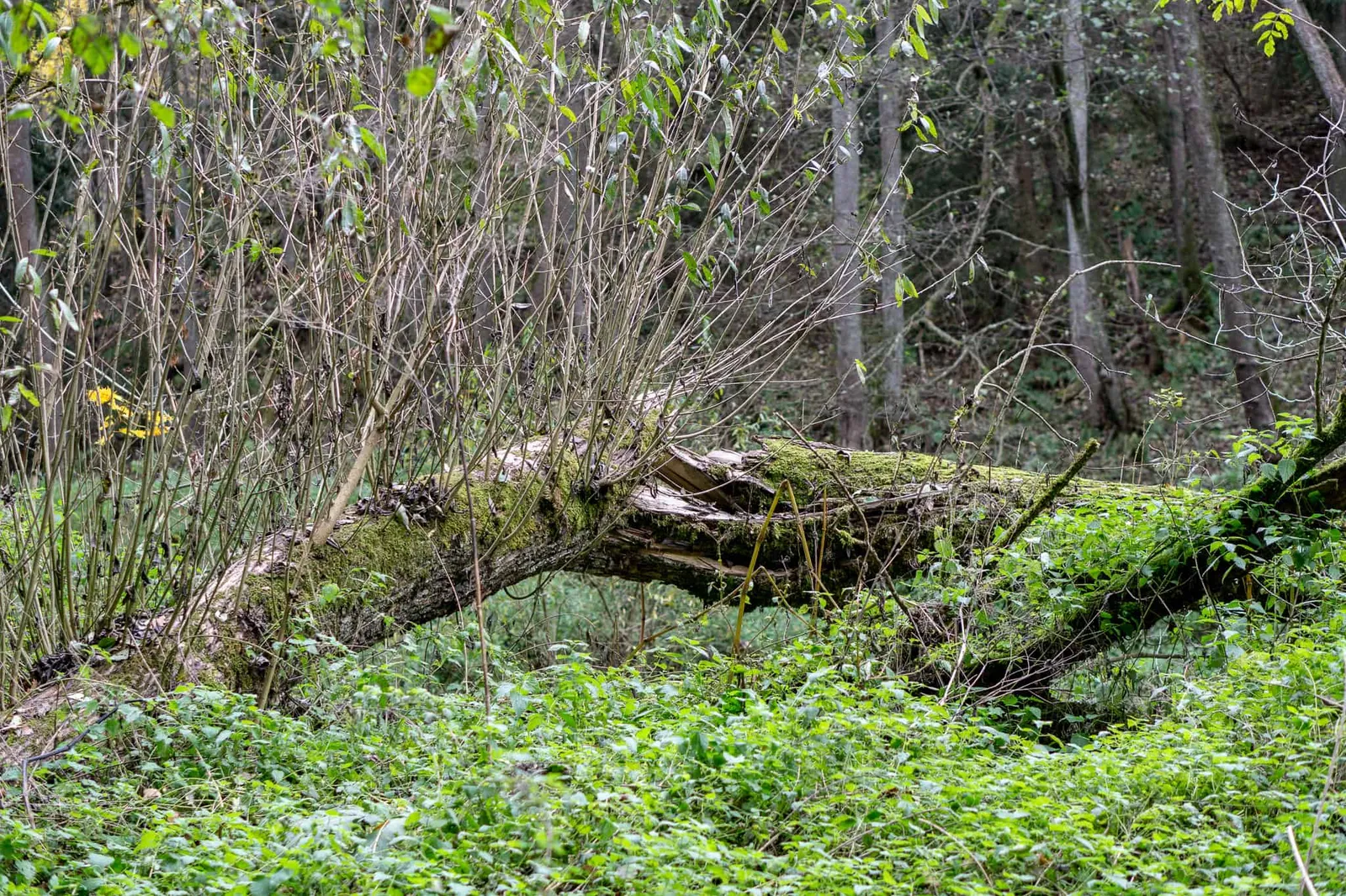 Hundereise Wandern Schwarzach Deutschland