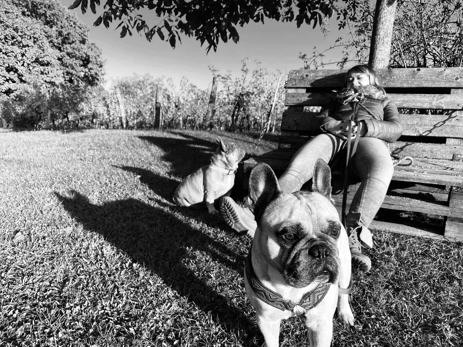 Babsi Archie und Murphy chillen im Weingarten sw