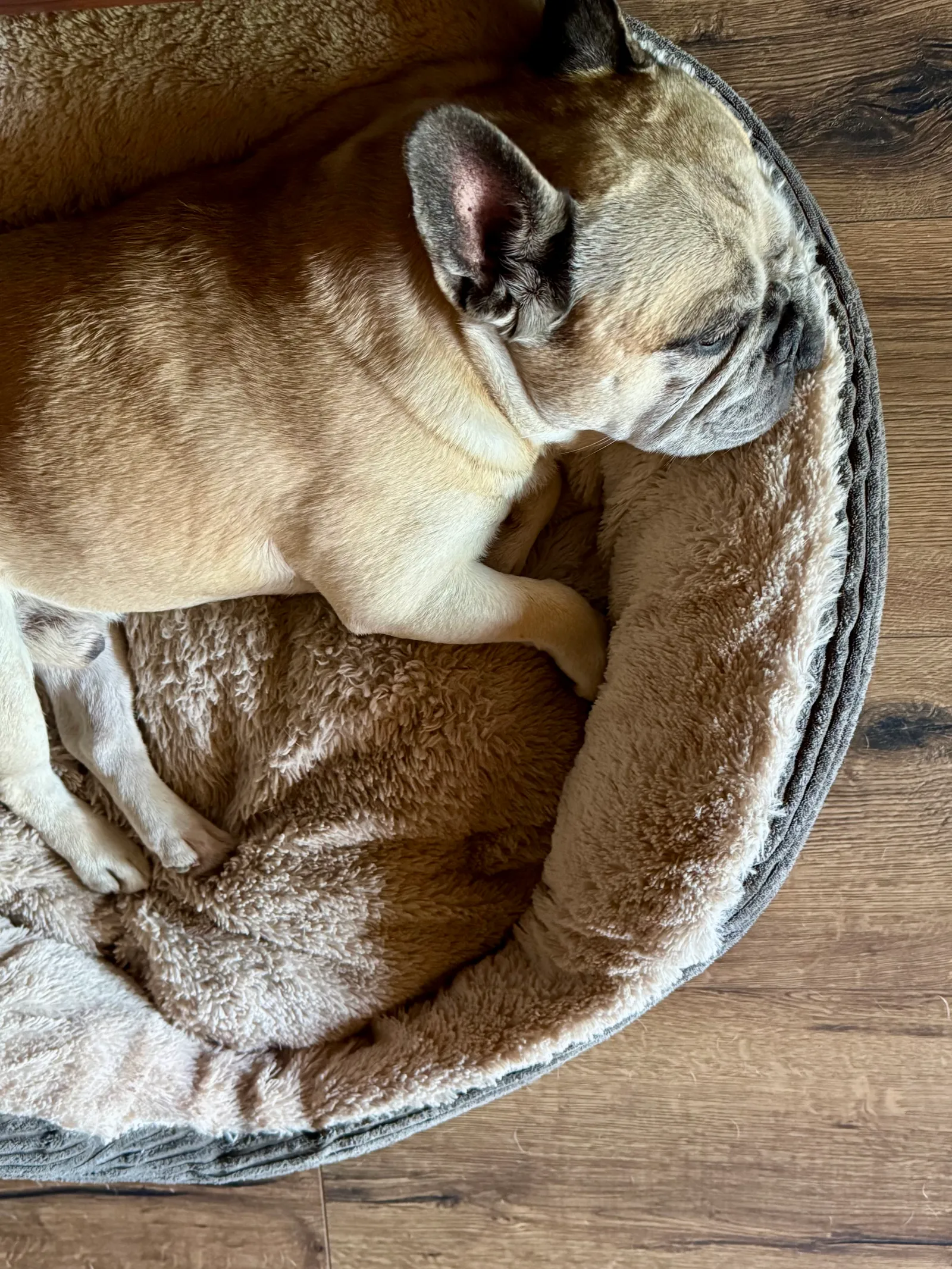 Murphy schläft zusammengerollt in einem runden Hundebett auf einem Holzboden.
