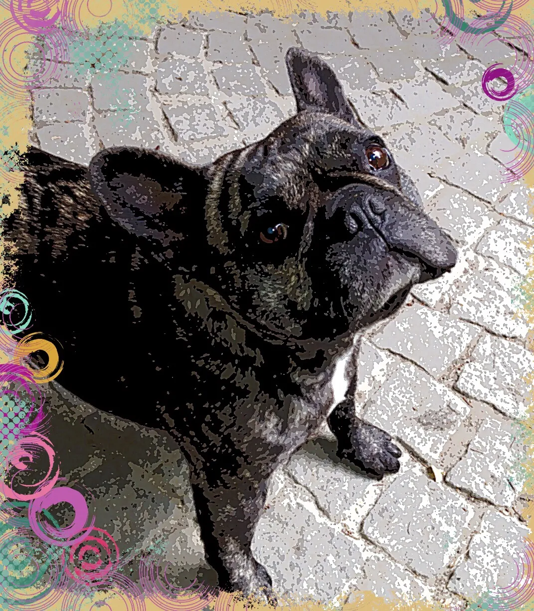 French Bulldog