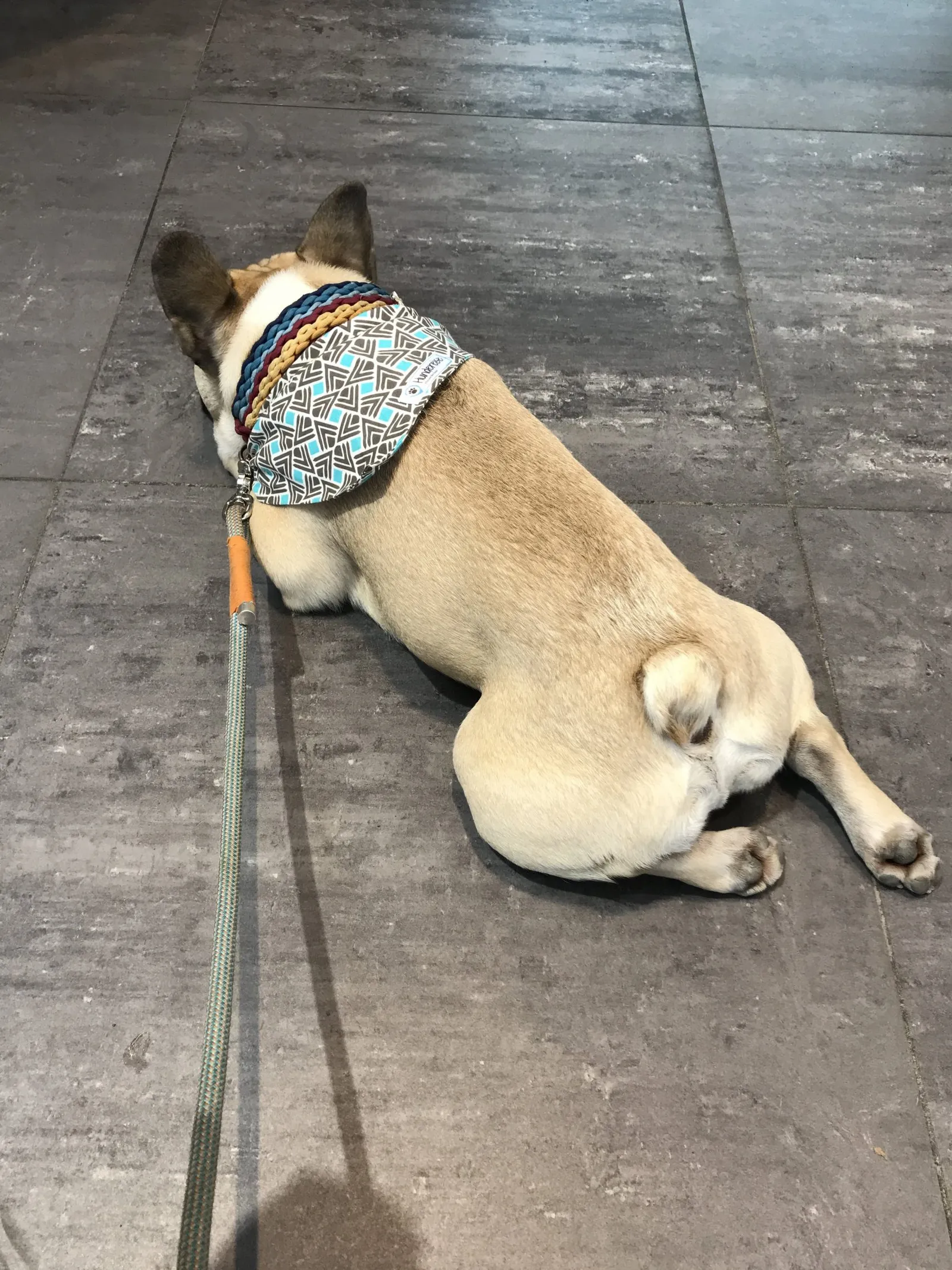 Hundeurlaub Steiermark