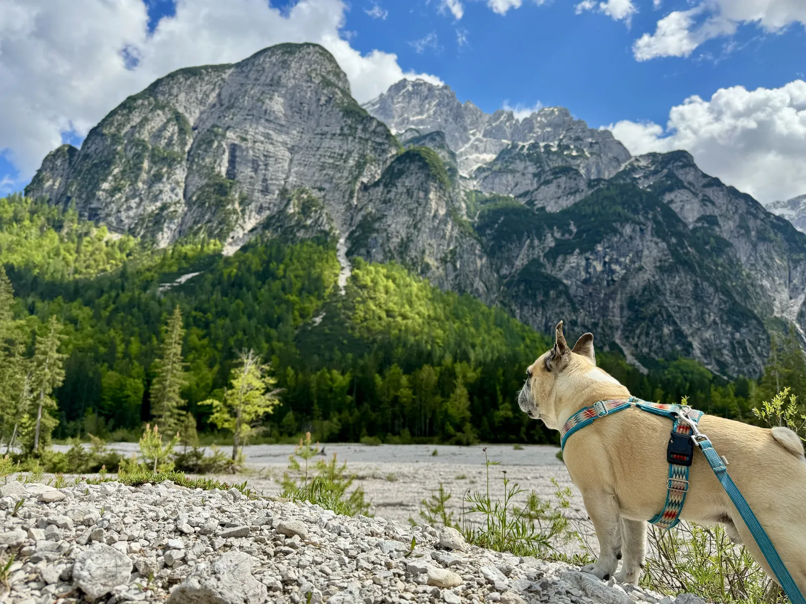 Murphy steht auf felsigem Untergrund im Val Saisera und blickt auf eine Felswand.