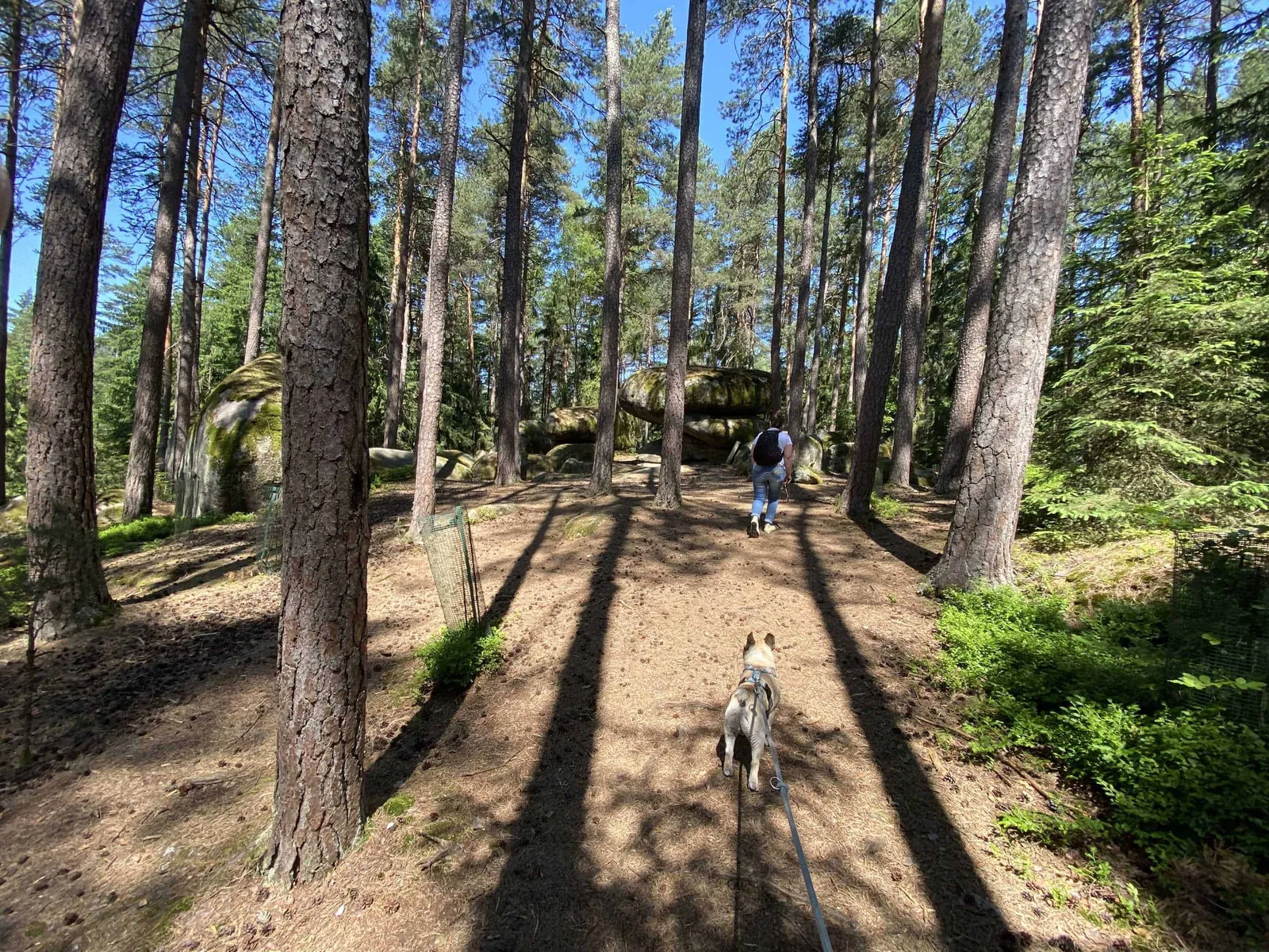 Pilzstein in der Blockheide Gmünd