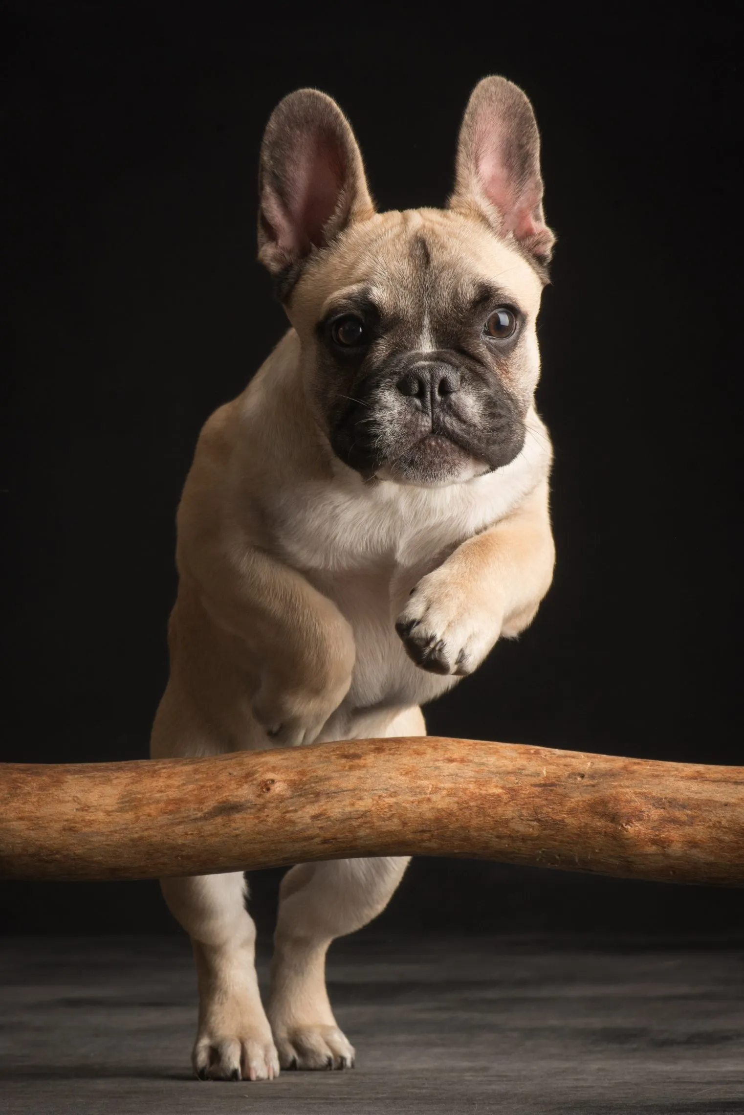 Welpe Französische Bulldogge
