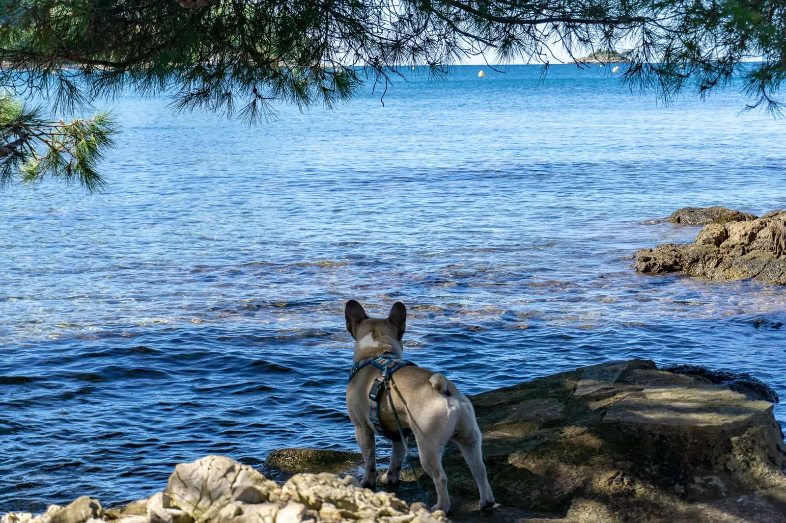 Rovinj Urlaub mit Hund Kroatien