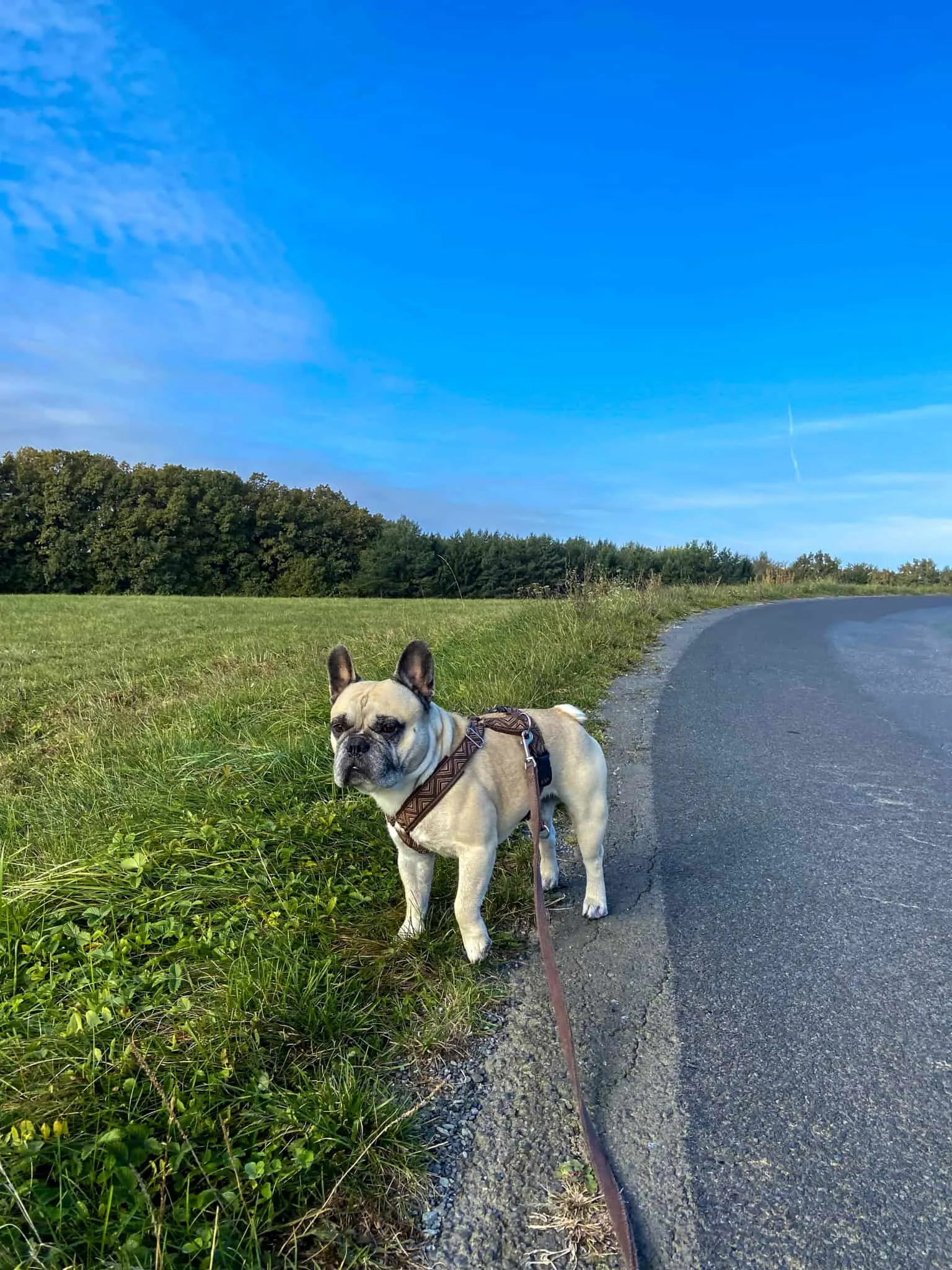 Murphy auf der Gassirunde
