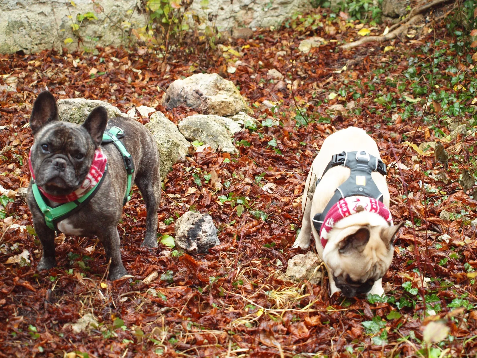 Heilige Barbara & die Bullies