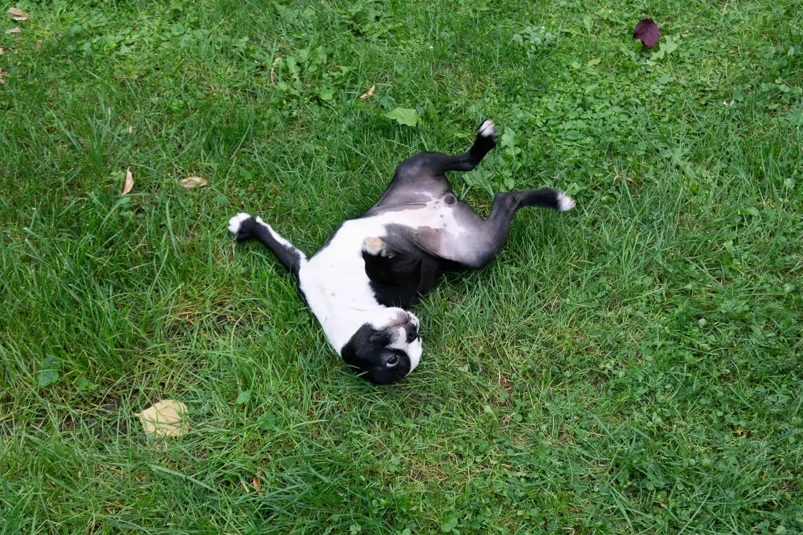 Boston Terrier Stubenreinheit