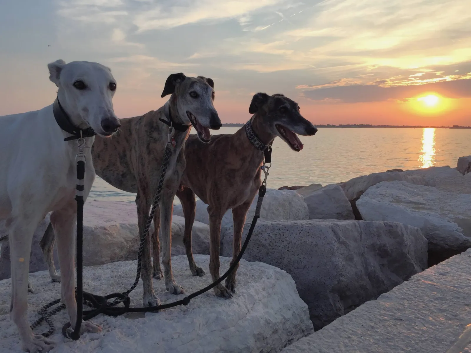 Urlaub mit Hund in Italien - Spanische Galgos in Cavallino-Treporti