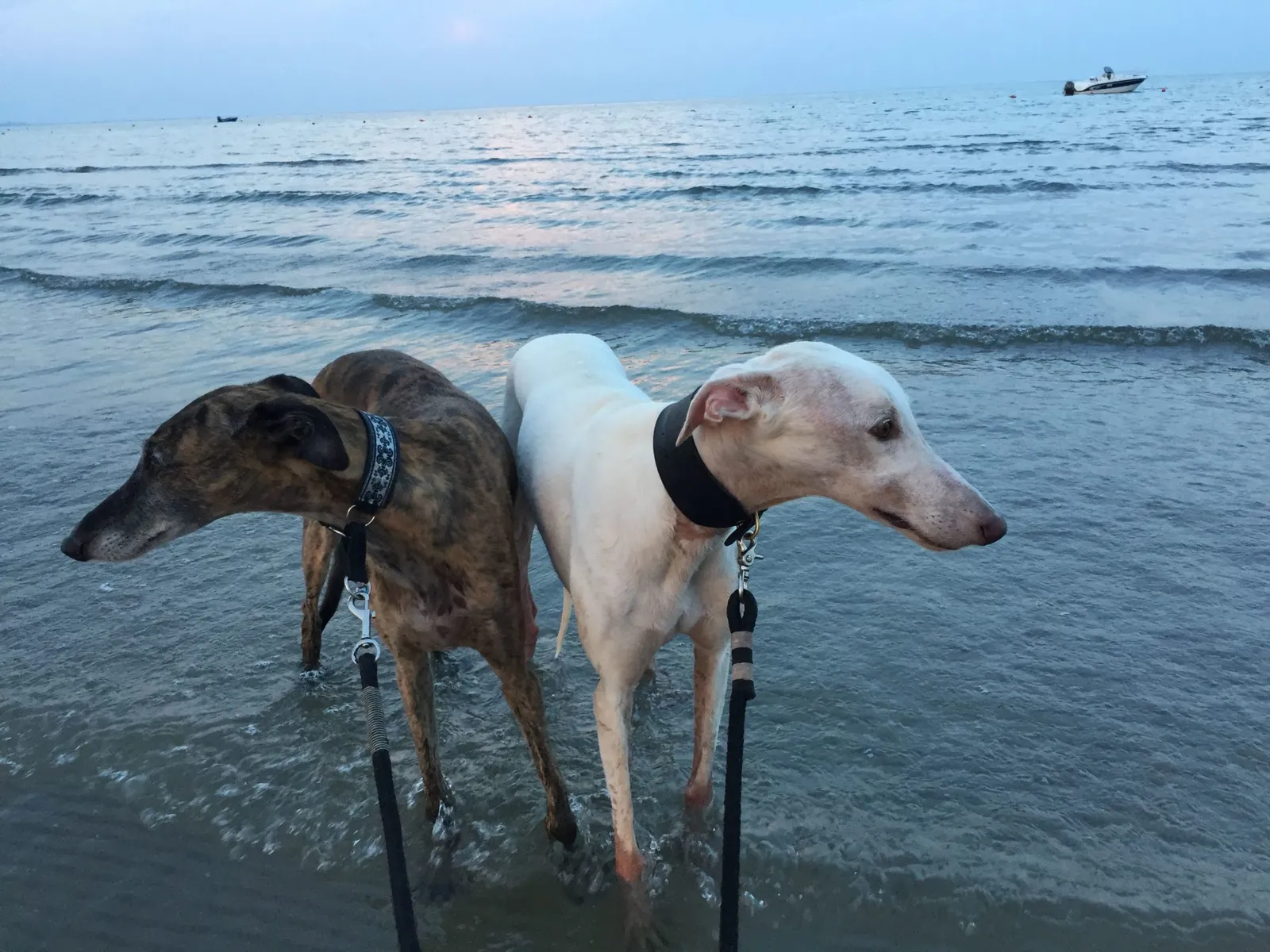 Urlaub mit Hund in Italien - Spanische Galgos in Cavallino-Treporti