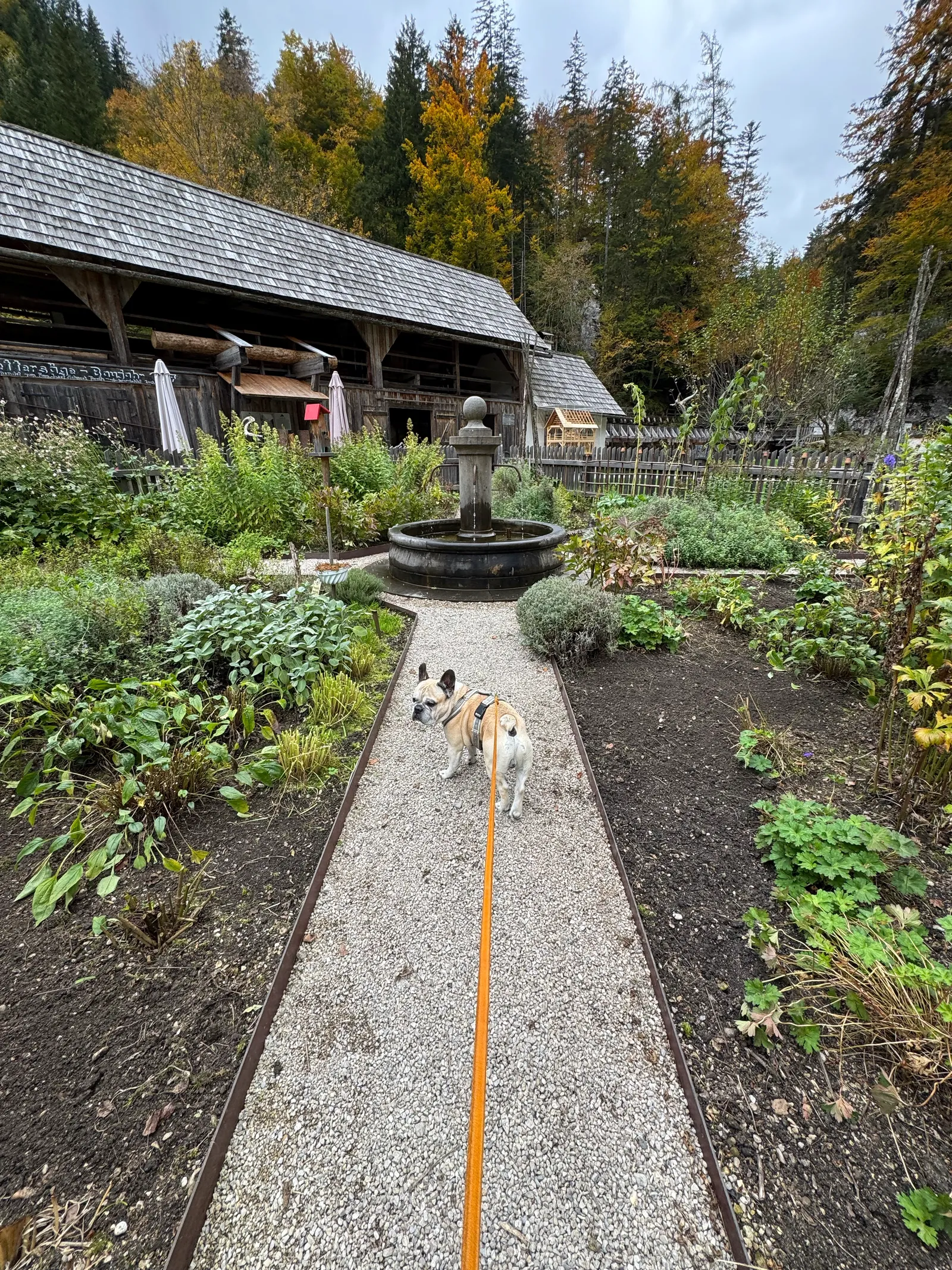 Eine Französische Bulldogge steht auf dem Kiesweg eines Kräutergartens mit Brunnen und altem Holzgebäude.