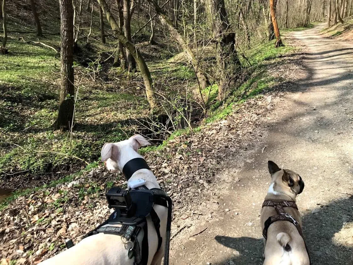 Hundefreundliche Wanderung in Donnerskirchen, Burgenland