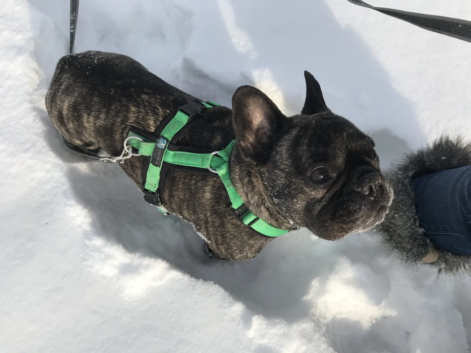 Hundeurlaub Steiermark