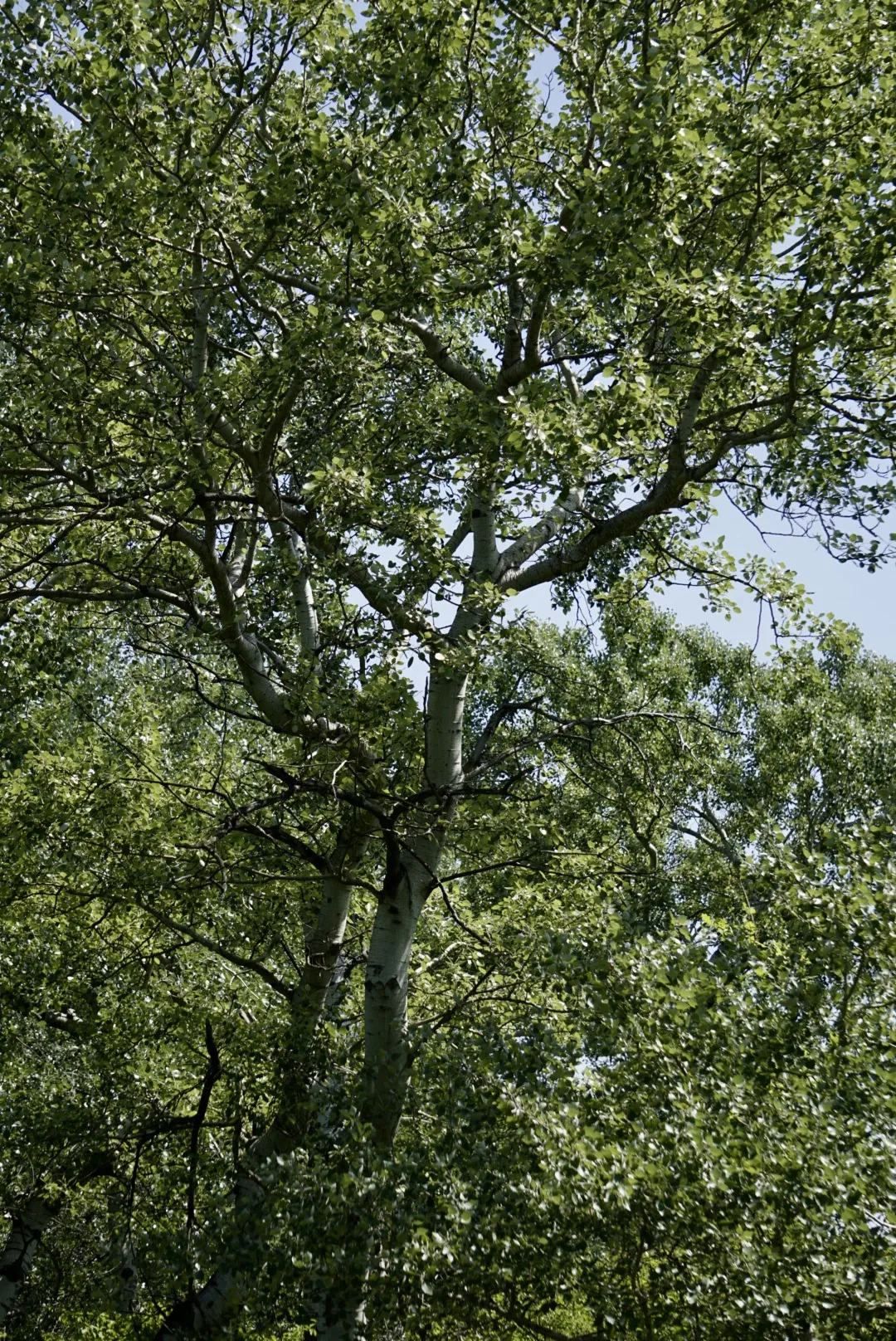 Lobau