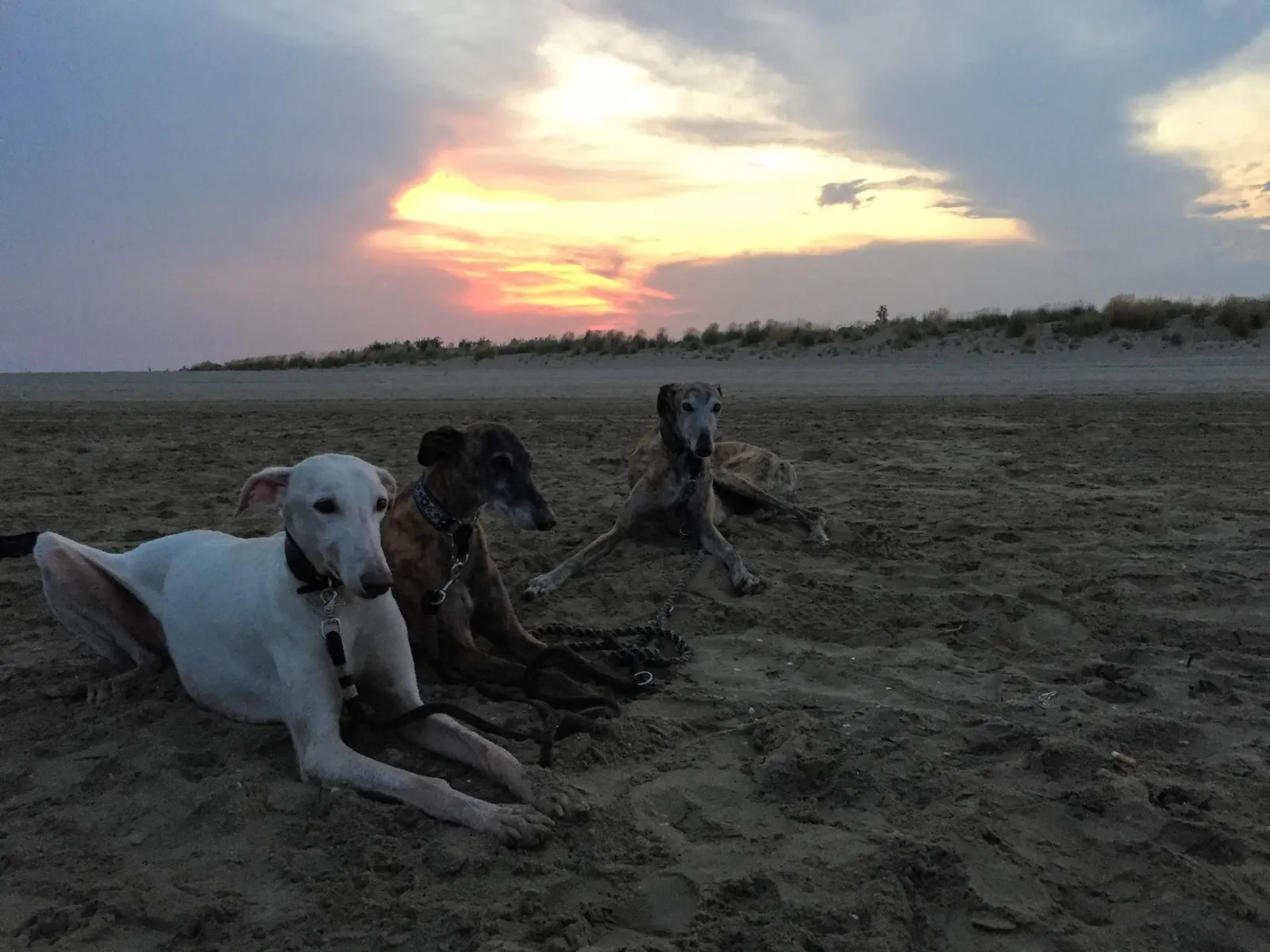 Urlaub mit Hund in Italien - Spanische Galgos in Cavallino-Treporti
