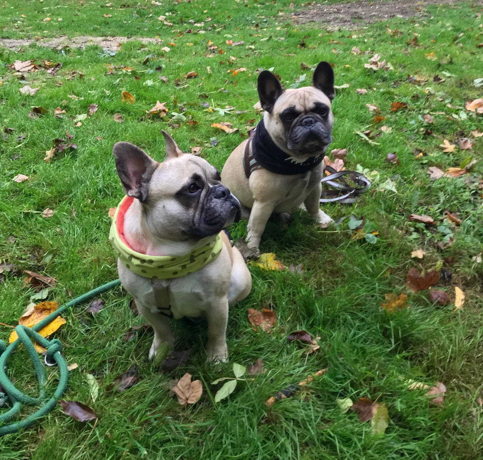 Ausflug mit Hund zu den Wölfen im Wildpark Ernstbrunn, NÖ
