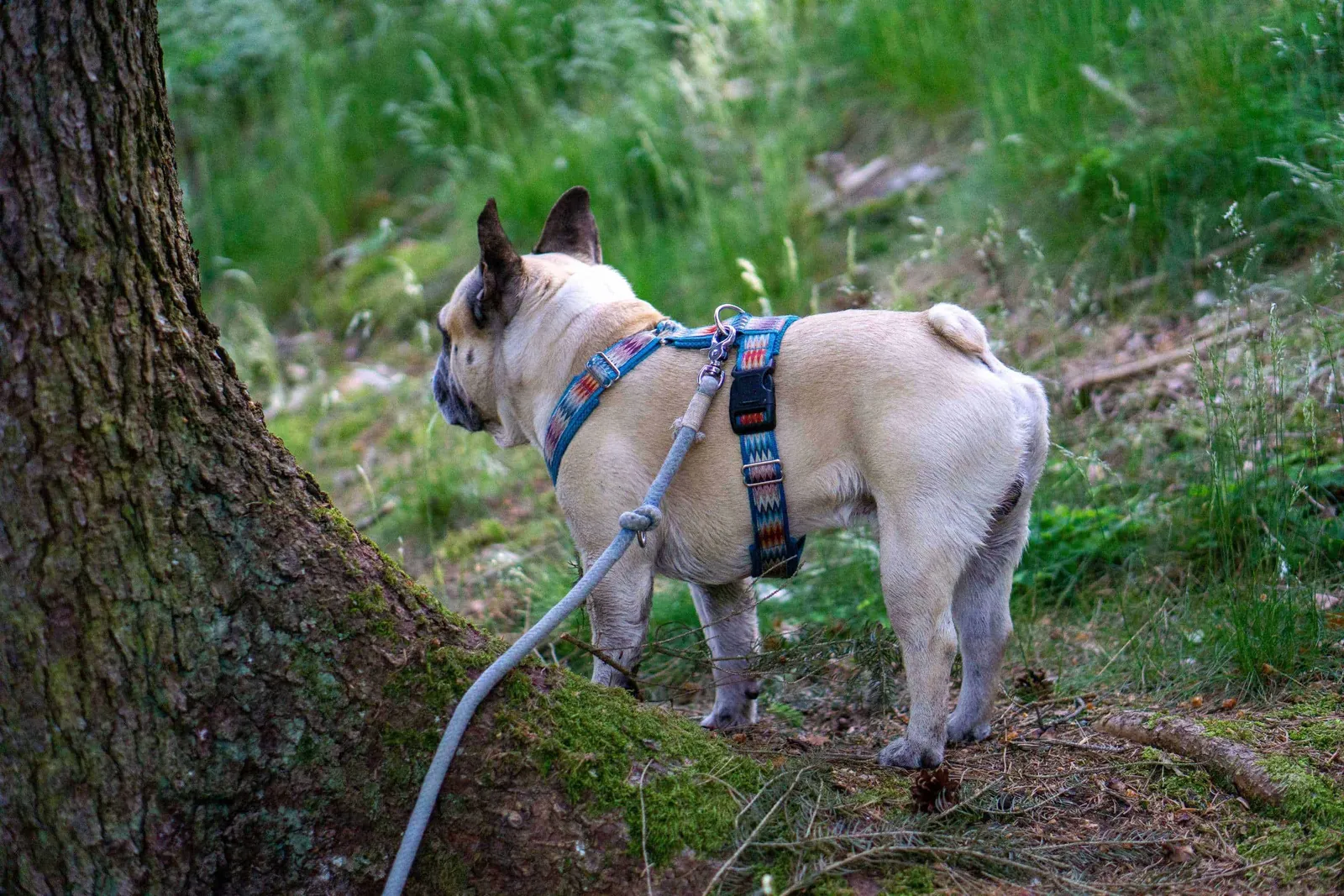 Murphy versteckt sich hinter dem Baum