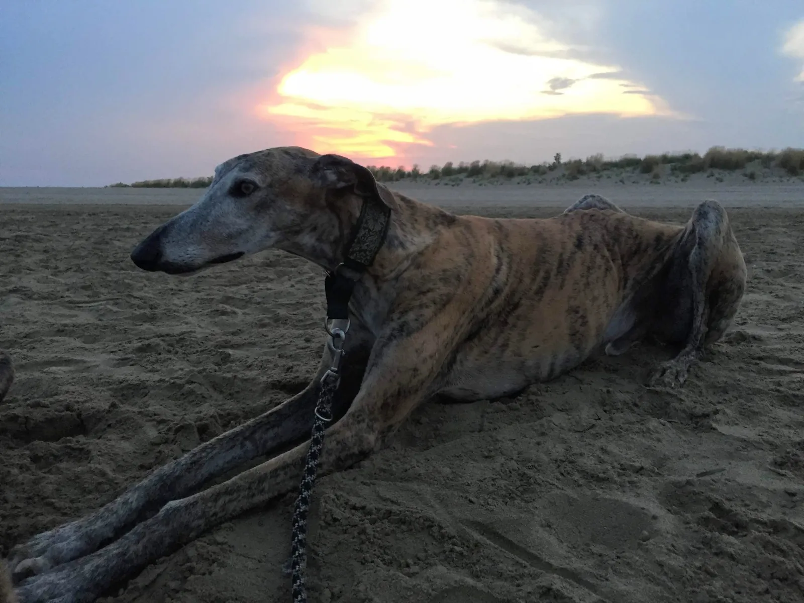 Urlaub mit Hund in Italien - Spanische Galgos in Cavallino-Treporti